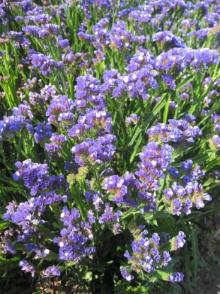 Picture of Statice - Supreme Series Deep Blue